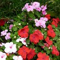 Impatiens x walleyriana 'Accent Peppermint'